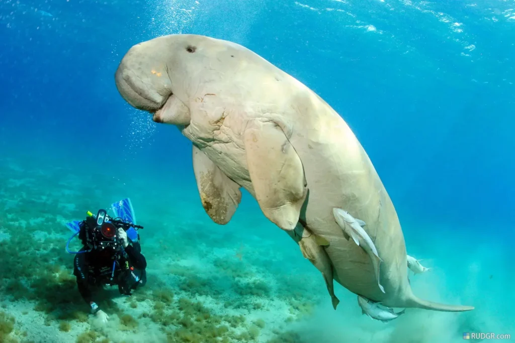 Diving phu quoc 1