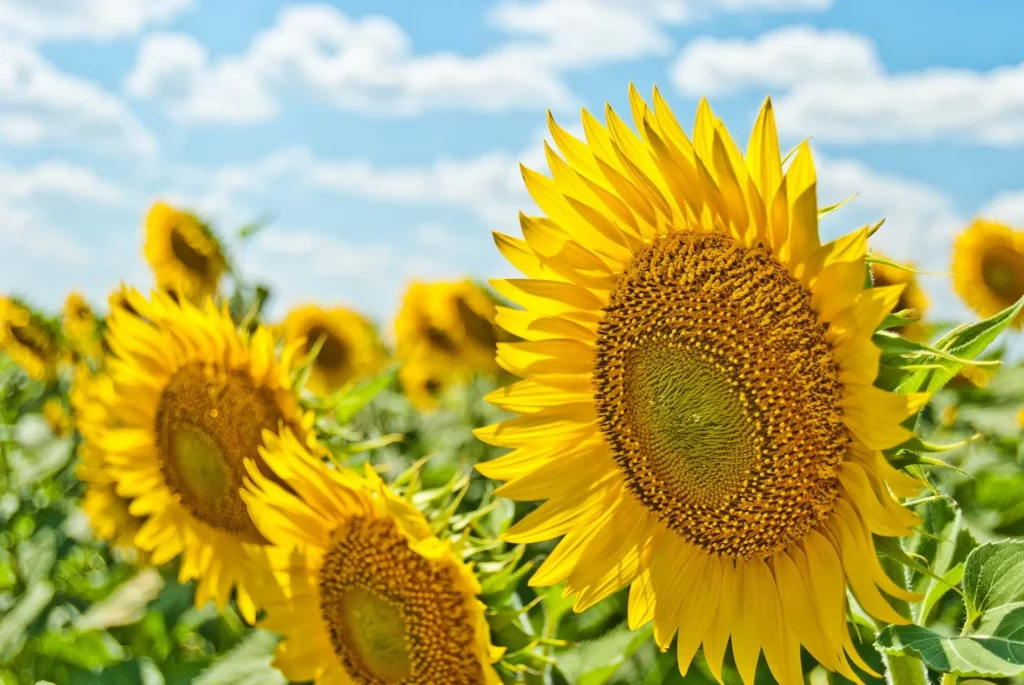 Flower summer