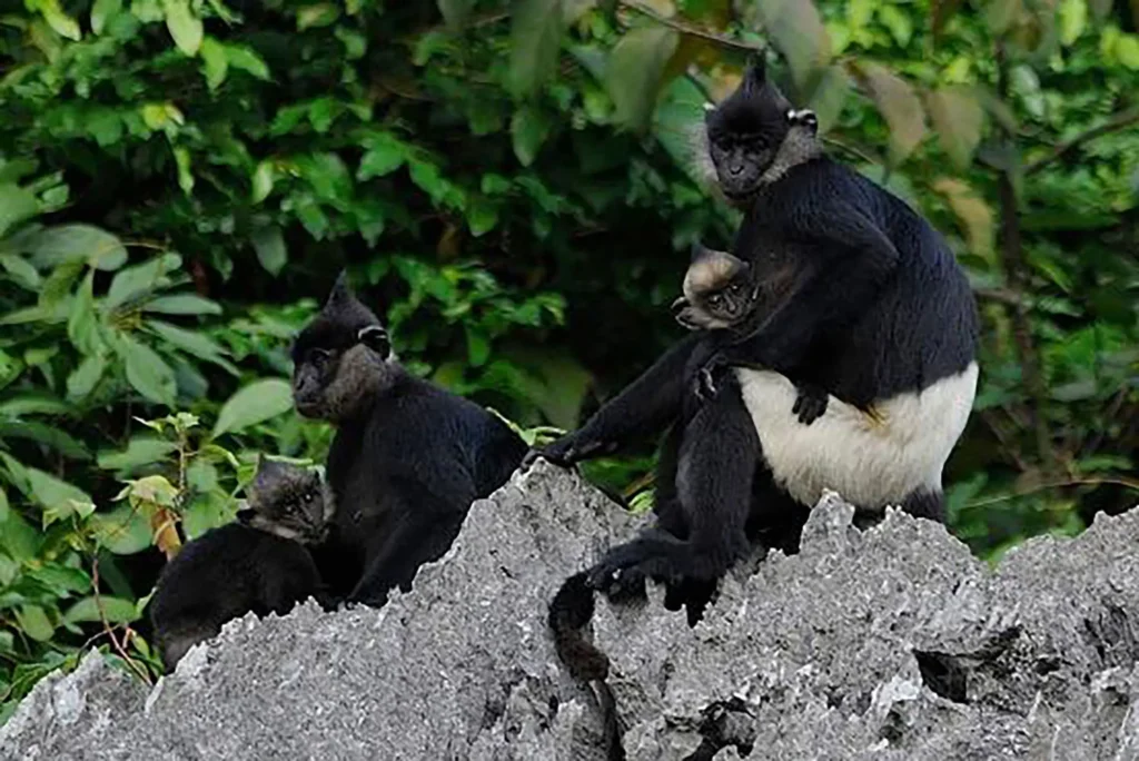Vnh nam cat tien 02