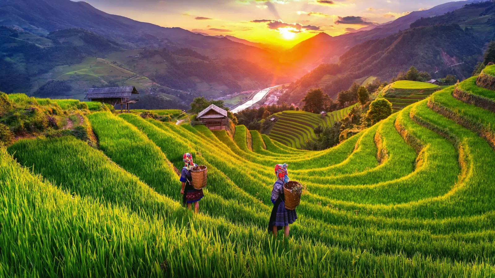 Sapa VN pamc